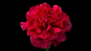 Carnation Flower Meaning
