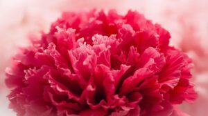 Carnation Flower Meaning