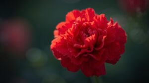 Carnation Flower Meaning
