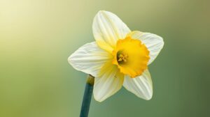 Daffodil Flower Meaning