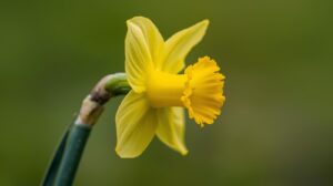 Daffodil Flower Meaning