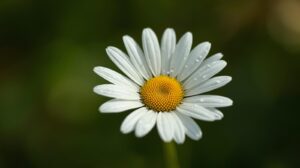 Daisy Flower Meaning