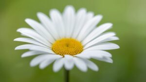 Daisy Flower Meaning