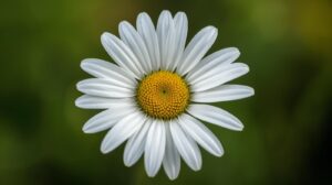 Daisy Flower Meaning