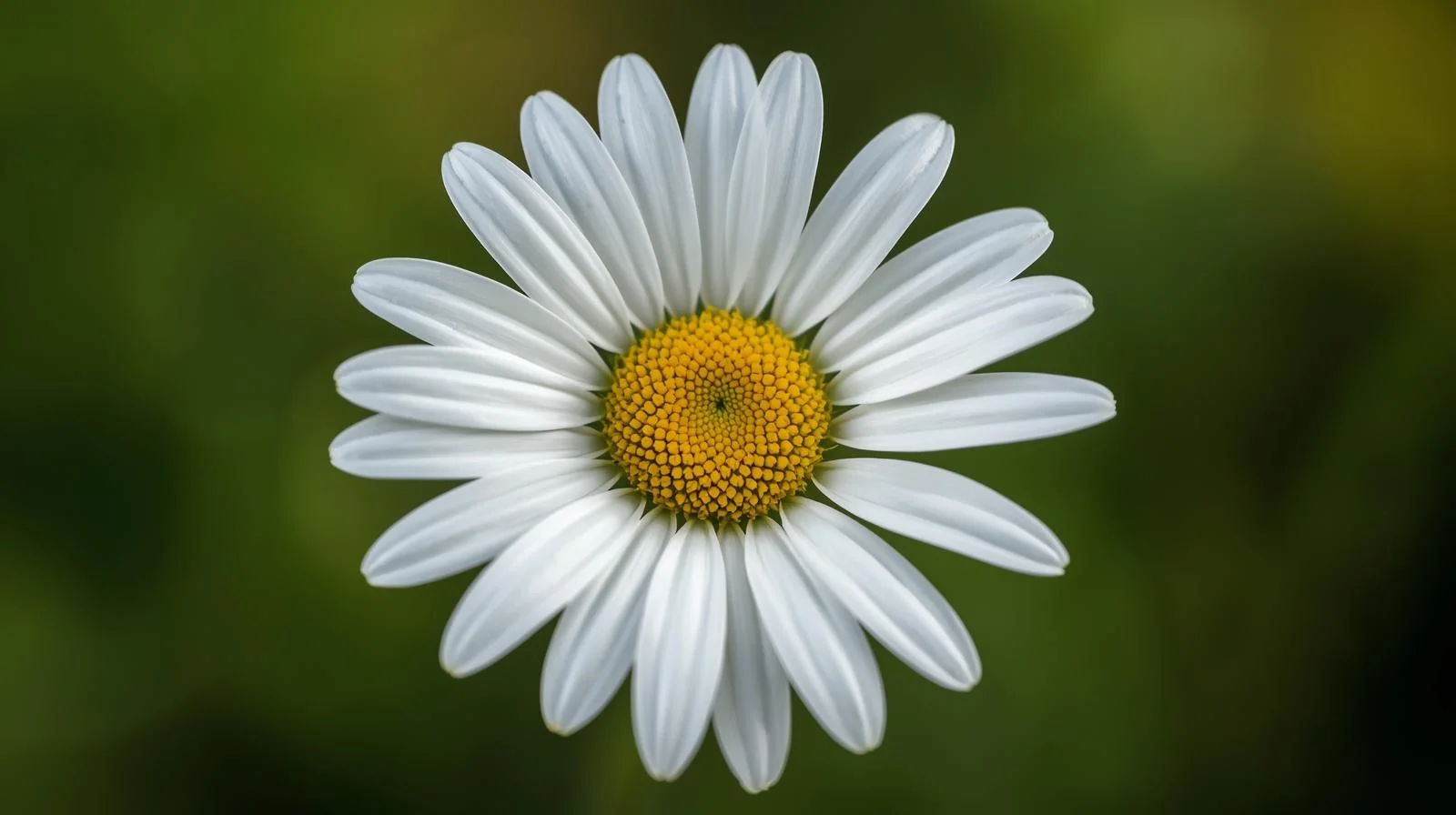 Daisy Flower Meaning
