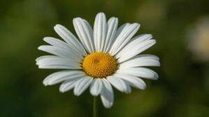 Daisy Flower Meaning