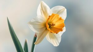 December Birth Flower