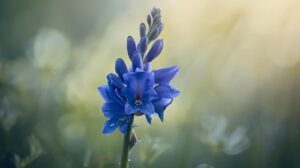 Delphinium Flower Meaning