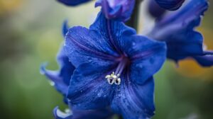 Delphinium Flower Meaning