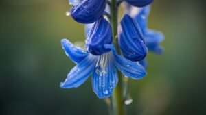 Delphinium Flower Meaning