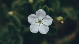 January Birth Flower