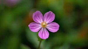 January Birth Flower