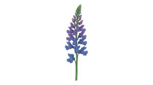 Larkspur Flower Meaning