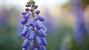 Larkspur Flower Meaning