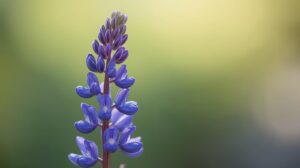 Larkspur Flower Meaning