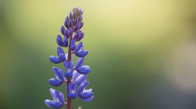 Larkspur Flower Meaning