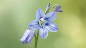 Larkspur Flower Meaning