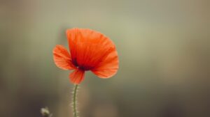 Poppy Flower Meaning