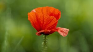 Poppy Flower Meaning