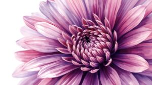 September Birth Flower