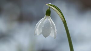 Snowdrop Flower Meaning