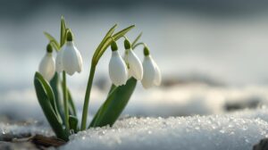 Snowdrop Flower Meaning