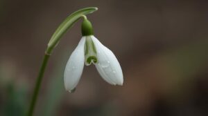 Snowdrop Flower Meaning