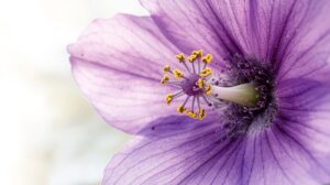 Violet Flower Meaning
