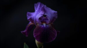 Violet Flower Meaning