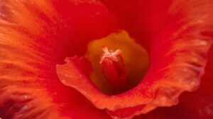 Gladiolus Flower Meaning