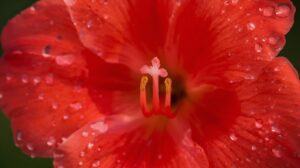 Gladiolus Flower Meaning