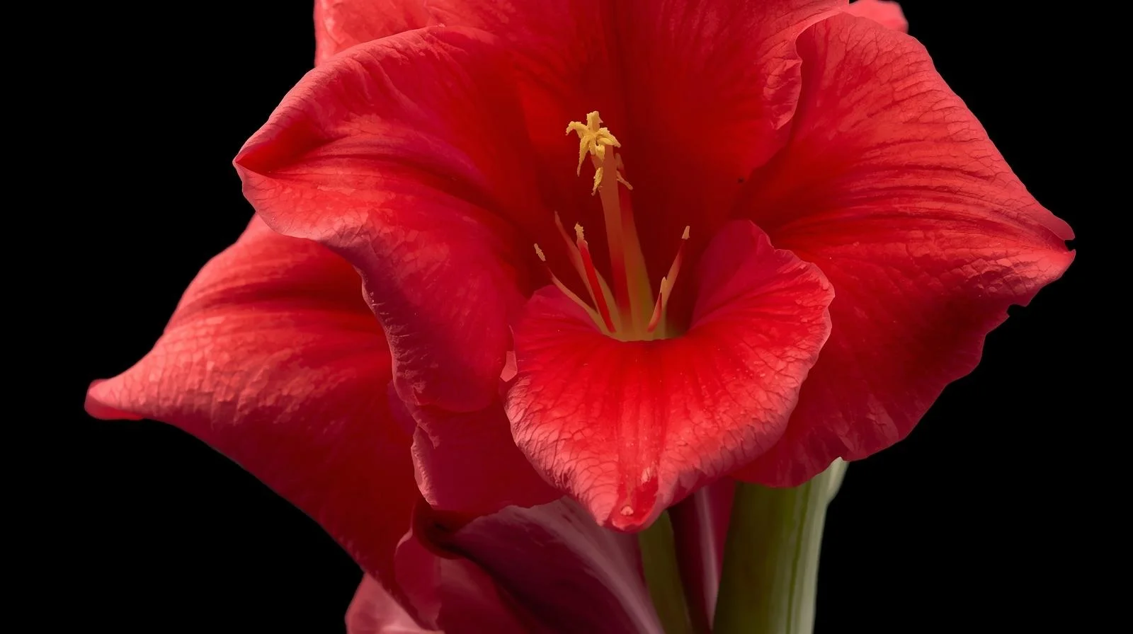 Gladiolus Flower Meaning