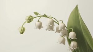 Lily Of The Valley Meaning
